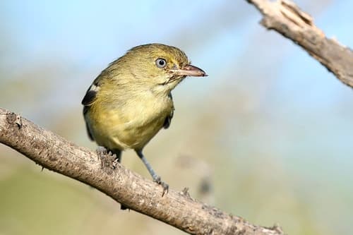 Jamaican Vireo