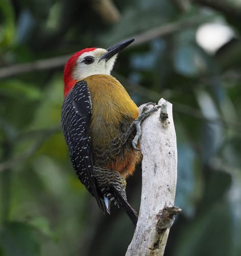 Jamaican Woodpecker