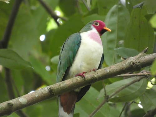 Jambu Fruit Dove