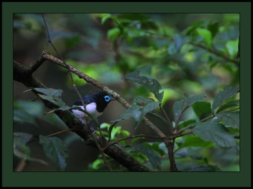 Jameson's Wattle-eye