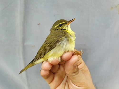 Japanese Leaf Warbler