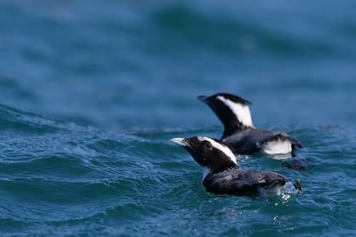 Japanese Murrelet