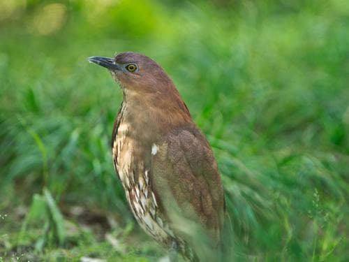 Japanese Night Heron