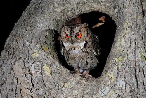 Japanese Scops-Owl