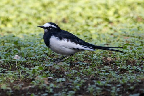 Japanese Wagtail