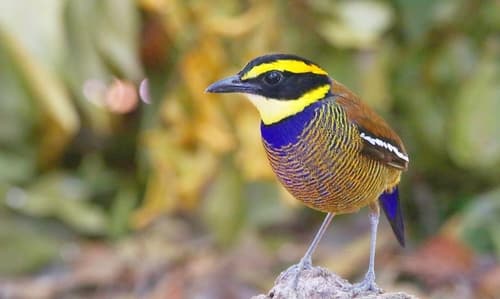 Javan Banded Pitta
