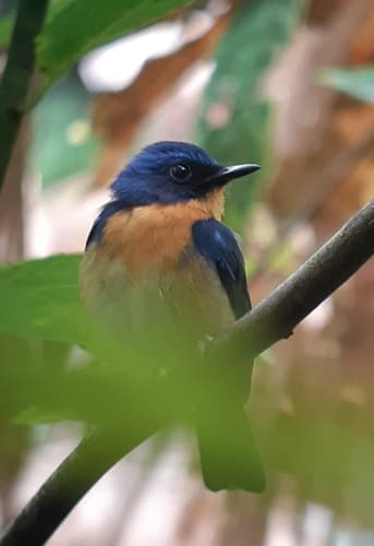 Javan Blue Flycatcher