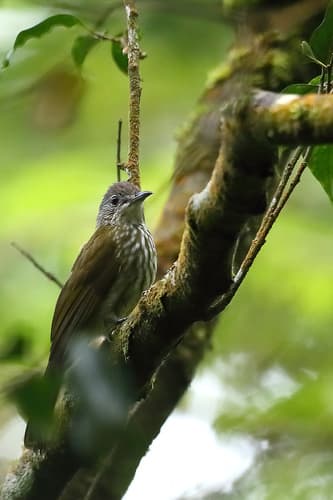 Javan Bulbul