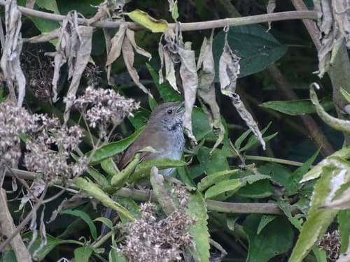 Javan Bush Warbler
