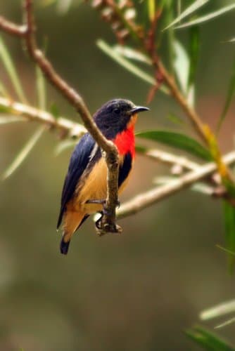 Javan Flowerpecker