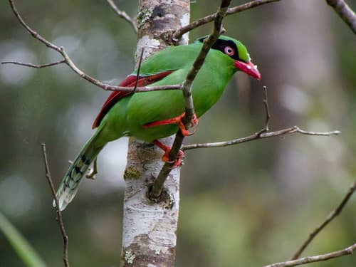Javan Green-Magpie