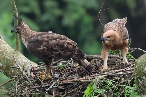 Javan Hawk-Eagle
