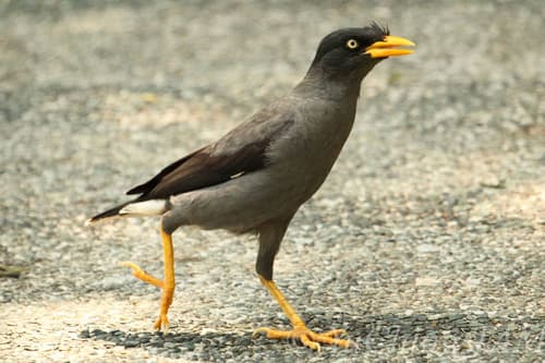 Javan Myna