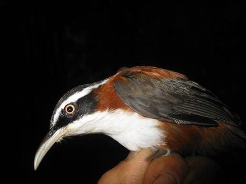 Javan Scimitar-Babbler