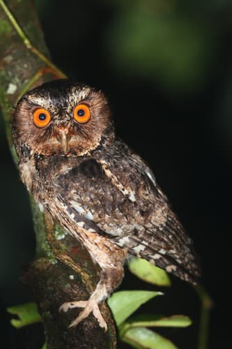 Javan Scops-Owl
