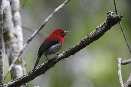Javan Sunbird