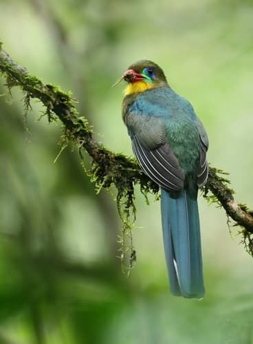 Javan Trogon