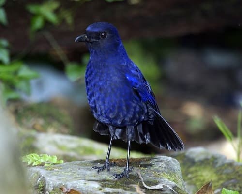 Javan Whistling-Thrush