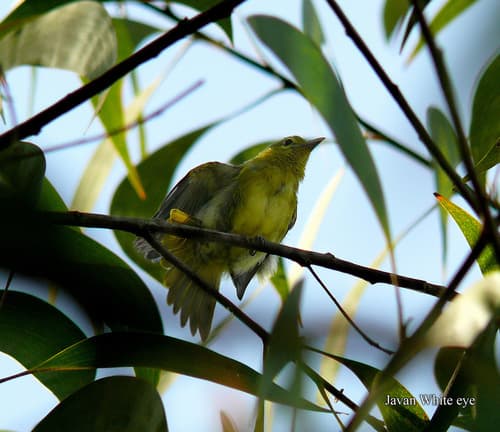 Javan White-eye
