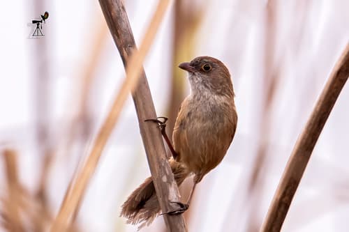Jerdon's Babbler