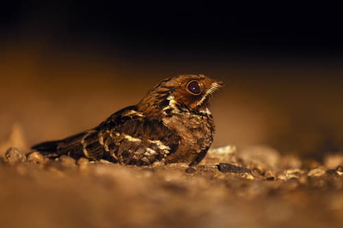 Jerdon's Nightjar