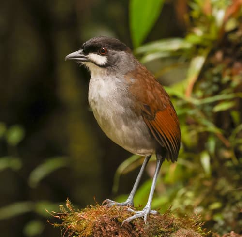Jocotoco Antpitta