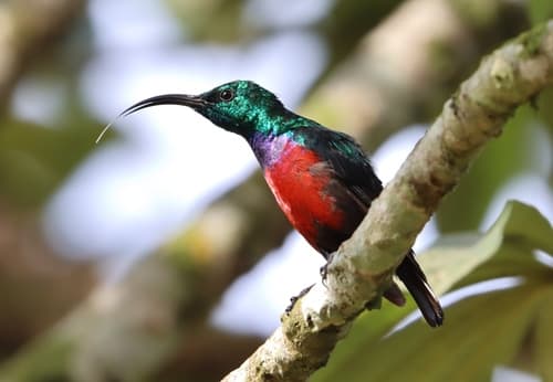 Johanna's Sunbird