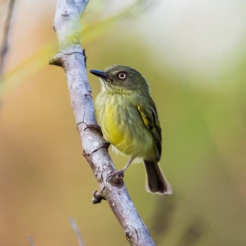 Johannes's Tody-Tyrant