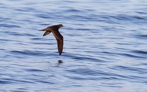 Jouanin's Petrel