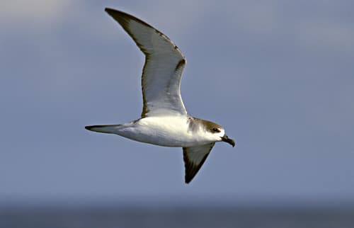 Juan Fernandez Petrel