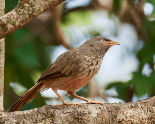 Jungle Babbler
