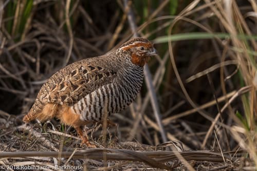 Jungle Bush-Quail