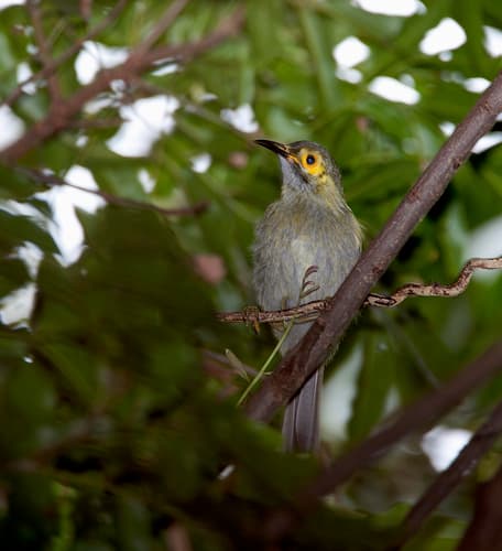 Kadavu Honeyeater