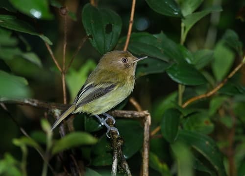 Kaempfer's Tody-Tyrant