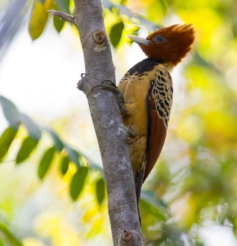Kaempfer's Woodpecker