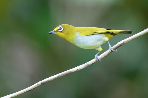Kai Besar White-eye