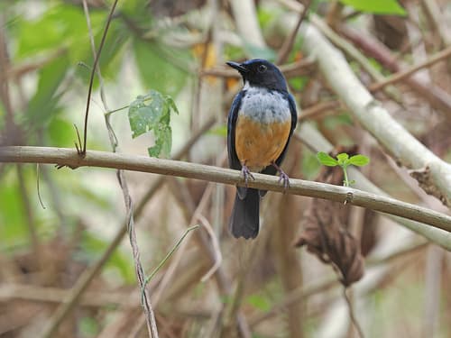 Kalao Blue Flycatcher