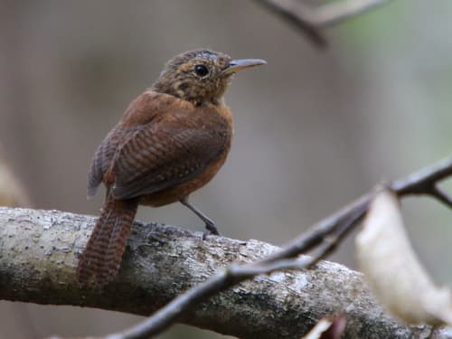Kalinago Wren