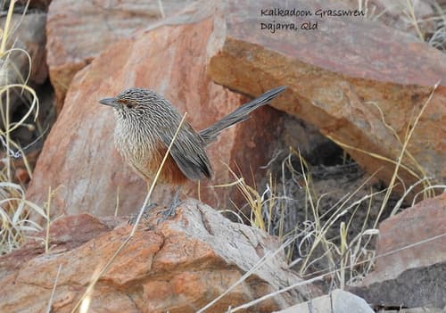 Kalkadoon Grasswren