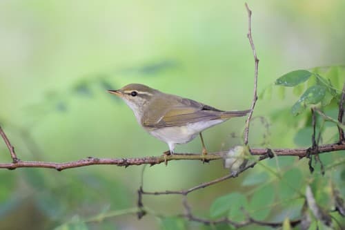 Kamchatka Leaf Warbler