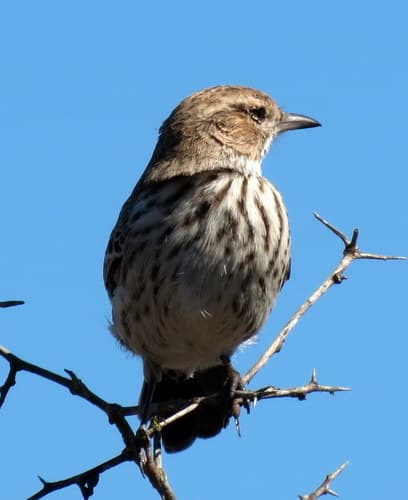 Karoo Lark