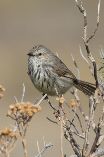 Karoo Prinia