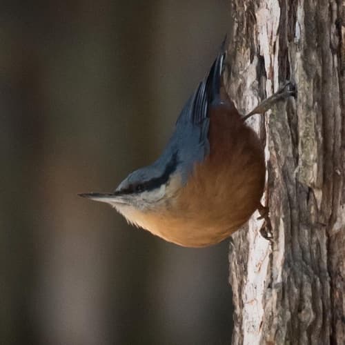 Kashmir Nuthatch