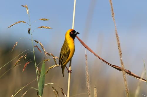 Katanga Masked-Weaver