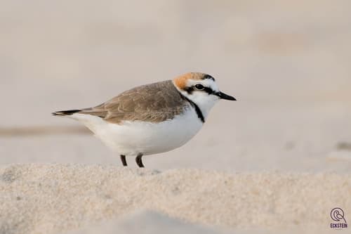 Kentish Plover
