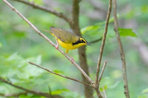 Kentucky Warbler