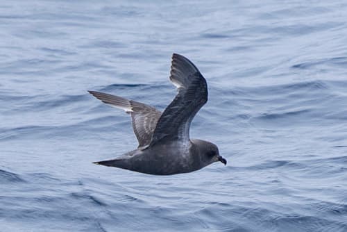 Kerguelen Petrel