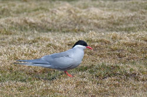 Kerguelen Tern
