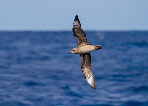 Kermadec Petrel