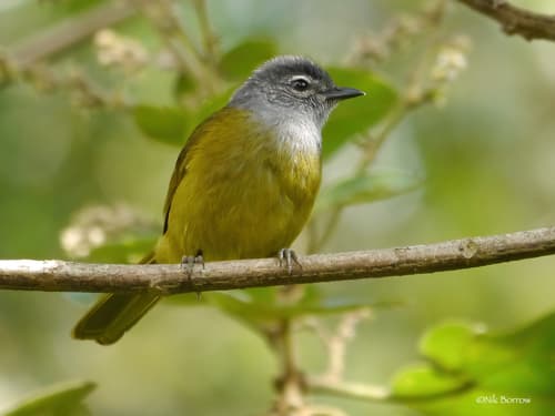 Kikuyu Mountain Greenbul